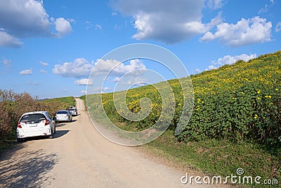 Many tourist are riding cars at Tung Bua Tong Mexican sunflower field in EGAT Editorial Stock Photo