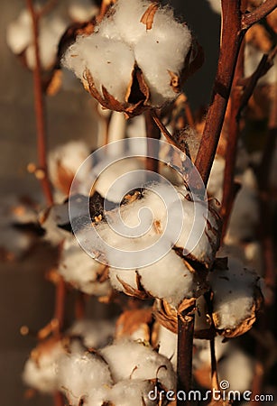 Many tufts of white cotton on the intensive cultivation of cotto Stock Photo