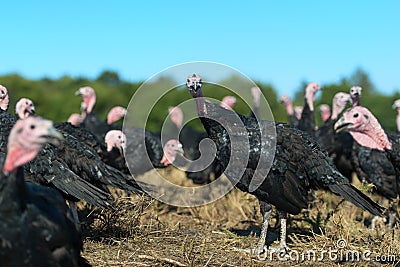 Many turkeys at the farm Stock Photo