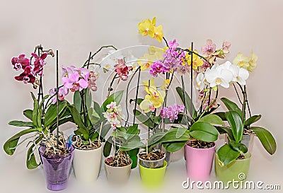 Many types of colored orchid branch flowers, flowerpots and vase Stock Photo