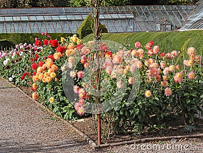 Many varieties of dahlia growing in an English country garden Stock Photo