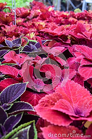 Many Varieties and Multi Colored Coleus Plectranthus scutellarioides Stock Photo