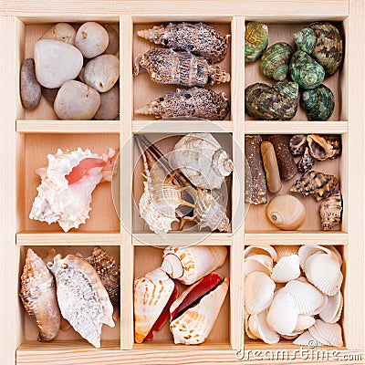 Many various shells and stones in the wooden box Stock Photo