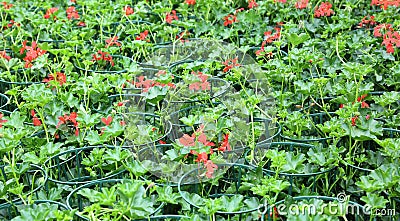 many vases of colorful red geraniums flowers for sale in the gre Stock Photo