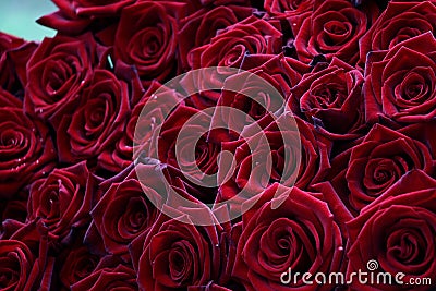 Many velvet red roses close up.Beautiful bouquet.Floral background for design or text.Gorgeous red abstract backdrop.Beautiful Stock Photo