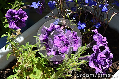 Many violet flowers of potted petunia. Home greening with blooming plants Stock Photo