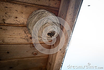 Wasps have built a large wasp nest under a wooden roof Stock Photo