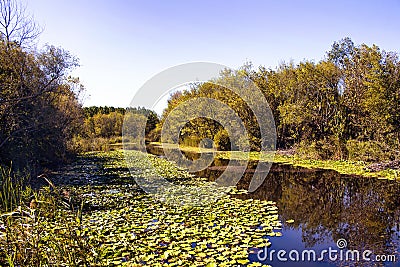 Many water lilies Nymphaea Stock Photo