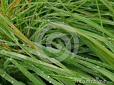 Many waterdrops on grass Stock Photo
