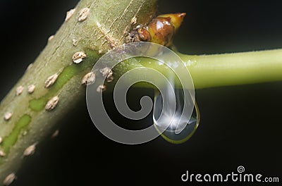 Many waterdrops on the surface of green leaves Stock Photo