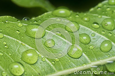 Many waterdrops on the surface of green leaves Stock Photo