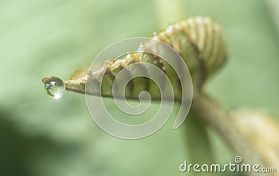 Many waterdrops on the surface of green leaves Stock Photo