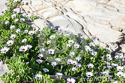 Many white daisies flowers with green leaves grow near the stone rock Stock Photo