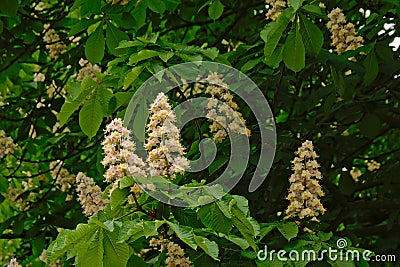 Many white horse chestnut flowers and leafs - Aesculus hippocastanum Stock Photo