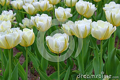 Many white tulips in the Stock Photo