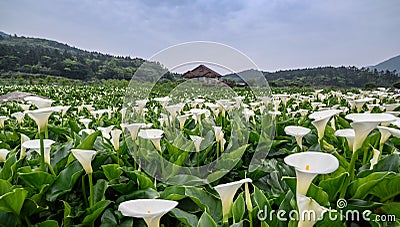 Many white tulips in plantation Stock Photo
