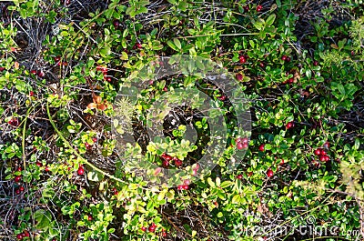 Many wild cranberries grow in a clearing among the green grass in the taiga. Stock Photo