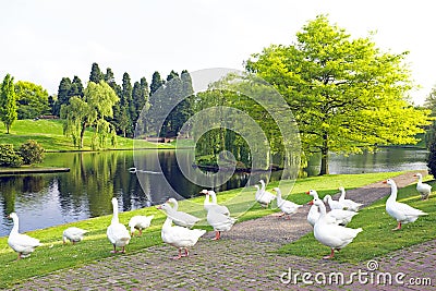Many wild geese at a lake Stock Photo