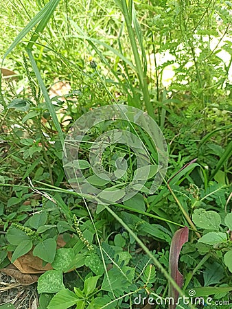 many wild plants in front of warehouse Stock Photo