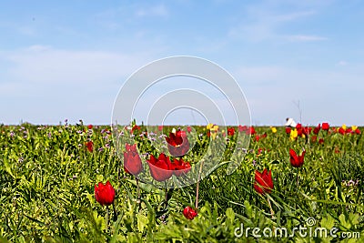 Many wild red, white and yellow tulips in green spring steppe under the blue sky Stock Photo