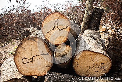 Many wood cutted Stock Photo