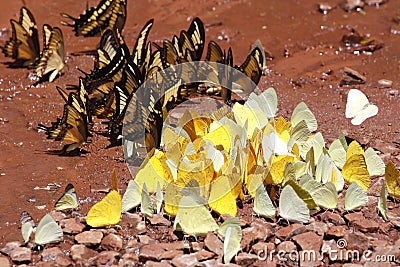 Many yellow and black pieridae butterflies gathering water on floor mud. Butterflies are feeding mineral in salt marsh Stock Photo