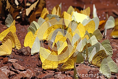 Many yellow and black pieridae butterflies gathering water on floor mud. Butterflies are feeding mineral in salt marsh Stock Photo