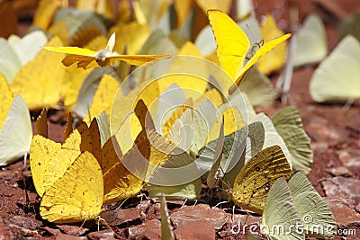 Many yellow and black pieridae butterflies gathering water on floor mud. Butterflies are feeding mineral in salt marsh Stock Photo