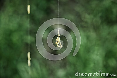 Caterpillars hanging on the fibre Stock Photo