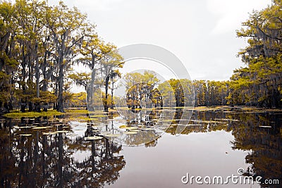 Yellow Cypress Trees On a Lake-4 Stock Photo