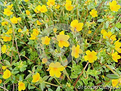 Many yellow portulaca flowers grow on Suogang beach Stock Photo