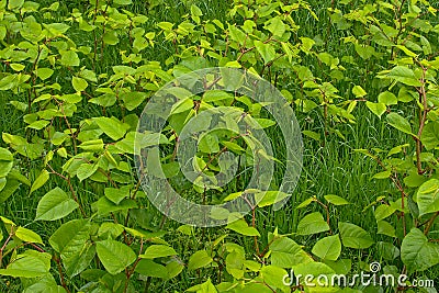 Lots of young green Japanese knotweed plants in the grass - Fallopia japonica Stock Photo