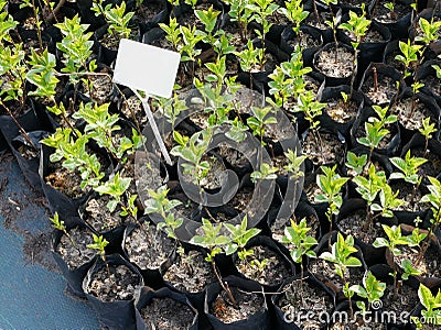 Many young seedlings of plants in black pots in a nursery garden. Empty plate. View from above Stock Photo