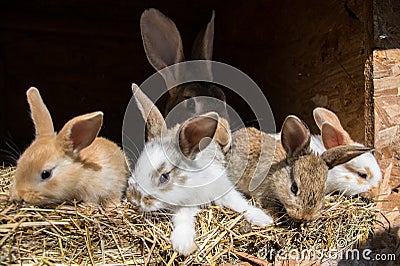 Many young sweet bunnies in a shed. A group of small colorful rabbits family feed on barn yard. Easter symbol Stock Photo