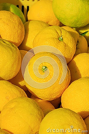 Yuzu in the container Stock Photo