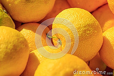 Yuzu in the container Stock Photo