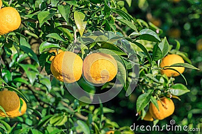 Many Yuzu on the tree at Kitoh Tokushima Stock Photo