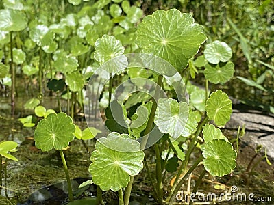 Manyflower marshpennywort / Hydrocotyle umbellata / Dollarweed, AcariÃ§oba, Wassernabel doldiger, Ombligo de Venus, Quitasolillo Stock Photo