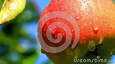 Manzanas en una rama. Manzanas en una rama.