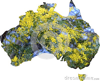 Map of Australia with wattle tree in flower Stock Photo