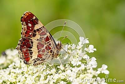 Map Butterfly - Araschnia levana, small beautiful brushfoot butterfly Stock Photo