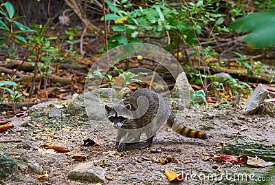 Mapache wild raccoon in Riviera Maya Stock Photo