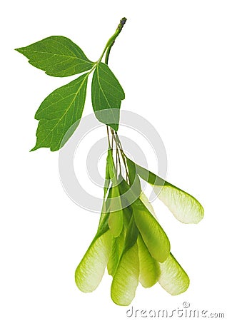 Maple Acer negundo leaves and seeds isolated on white. Also name ashleaf maple Stock Photo