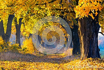 Maple alley on a sunny autumn day. Alley covered with yellow foliage. Stock Photo