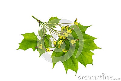 Maple branch acer platanoides with flowers on stage of ovary f Stock Photo