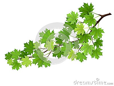 Maple branch with green leaves Vector Illustration