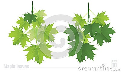 Maple branch with green leaves on a white Vector Illustration