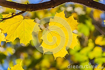 A maple branch with two gold and yellow carved leaves on a blurred background in autumn Stock Photo