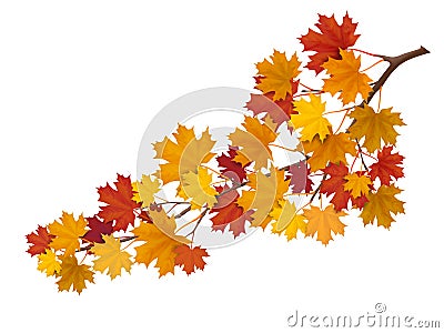 Maple branch with yellow leaves Vector Illustration