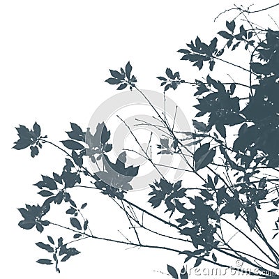 Maple branches and leaves in a concise manner on a white background for your designs Stock Photo